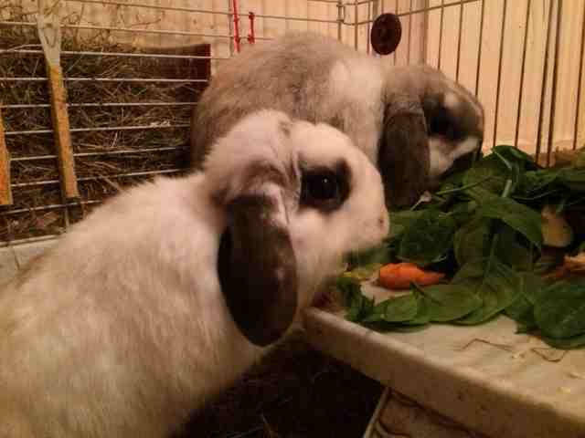 Bunnies in boarding